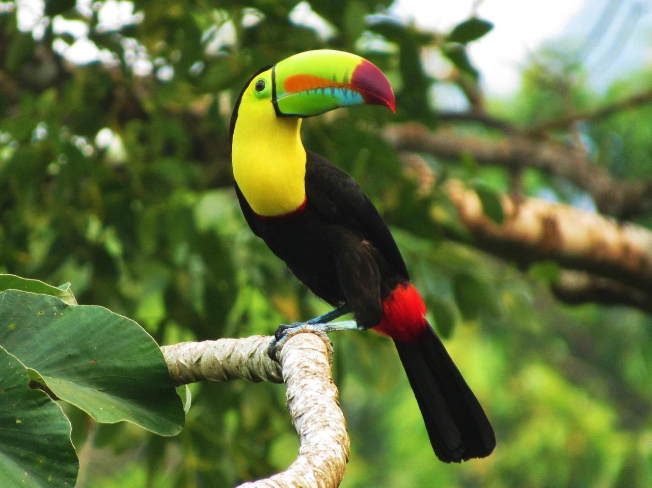 Omega Tours Eco-Jungle Lodge ลาเซย์บา ภายนอก รูปภาพ